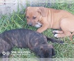 Small Photo #7 Cane Corso Puppy For Sale in TOMBALL, TX, USA