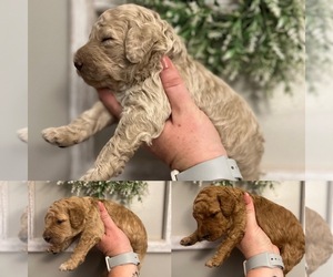 Double Doodle Puppy for sale in WALKERTOWN, NC, USA