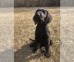 Small Photo #11 Labradoodle Puppy For Sale in ROBERTA, GA, USA