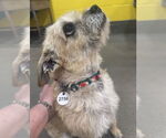 Small #1 Norfolk Terrier