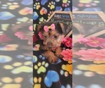Small Photo #7 Yorkshire Terrier Puppy For Sale in AKRON, OH, USA