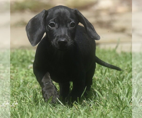 Medium Photo #4 Dachshund-Unknown Mix Puppy For Sale in Mechanicsburg, PA, USA