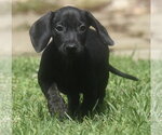 Small #3 Dachshund Mix
