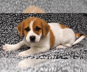 Labrador Retriever-Unknown Mix Dogs for adoption in Thief River Falls, MN, USA