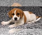 Aurora - Female Labrador Retriever-Unknown Mix Dog for Adoption - Small photo
