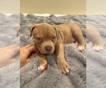 Puppy Biscuits American Bully