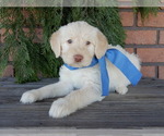 Small #3 Labradoodle