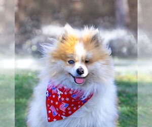 Pomeranian-Unknown Mix Dogs for adoption in Unionville, PA, USA