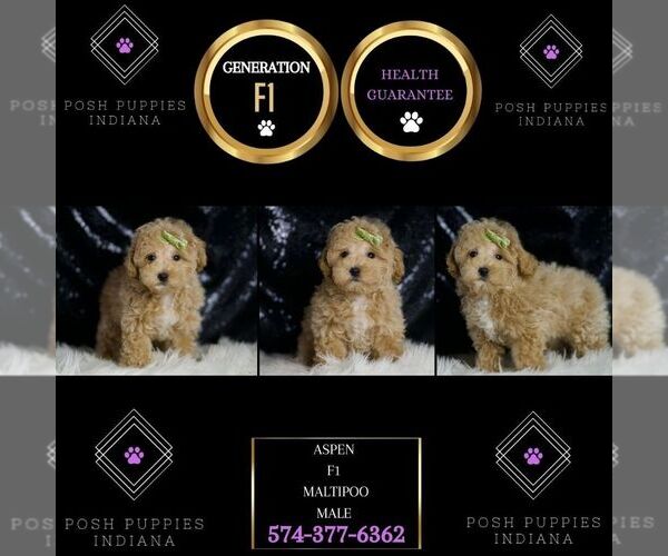 Medium Photo #6 Maltipoo Puppy For Sale in WARSAW, IN, USA