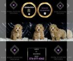 Small #5 Maltipoo