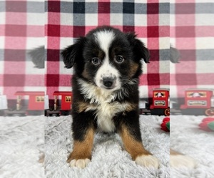 Miniature Australian Shepherd Puppy for sale in GREENWOOD, IN, USA