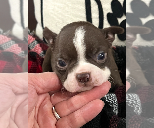 Medium Photo #1 Boston Terrier Puppy For Sale in NILES, MI, USA