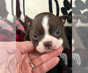 Boston Terrier Puppy for sale in NILES, MI, USA