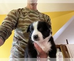 Puppy Bertha Border Collie