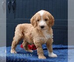 Small #2 Goldendoodle