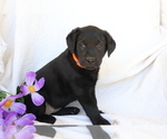 Small Photo #3 Labrador Retriever Puppy For Sale in SHILOH, OH, USA