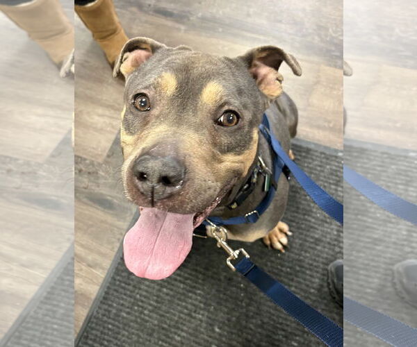 Medium Photo #1 Mutt Puppy For Sale in Clarkston, MI, USA