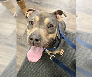 Mutt Dogs for adoption in Clarkston, MI, USA