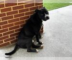 Small #1 American Staffordshire Terrier Mix