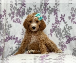 Goldendoodle-Poodle (Standard) Mix Puppy for sale in LAKELAND, FL, USA