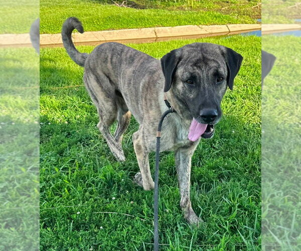 Medium Photo #3 Mutt Puppy For Sale in Evansville, IN, USA