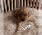 Small Photo #7 Golden Retriever Puppy For Sale in LEWISBURG, WV, USA