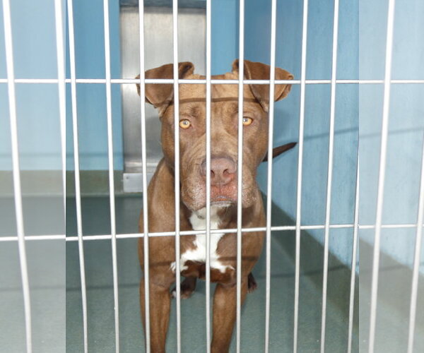 Medium Photo #2 Mutt Puppy For Sale in Pasadena, CA, USA