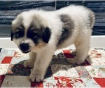 Puppy Cash Great Pyrenees