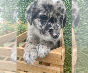 Sheprador Puppy for sale in FREMONT, MI, USA