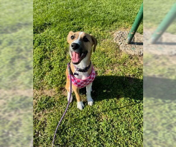 Medium Photo #1 Mutt Puppy For Sale in Evansville, IN, USA