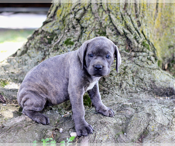 Medium Photo #13 Cane Corso Puppy For Sale in ETNA GREEN, IN, USA