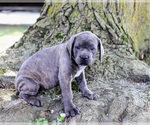 Small #2 Cane Corso