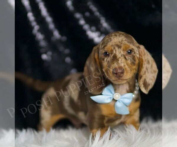 Medium Photo #76 Dachshund Puppy For Sale in WARSAW, IN, USA