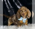 Small #2 Dachshund