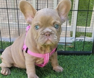 French Bulldog Puppy for sale in LAS VEGAS, NV, USA