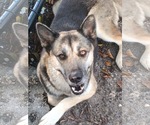 Lyssa 3178 - Female German Shepherd Dog-Unknown Mix Dog for Adoption - Small photo