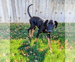 Small #9 Doberman Pinscher