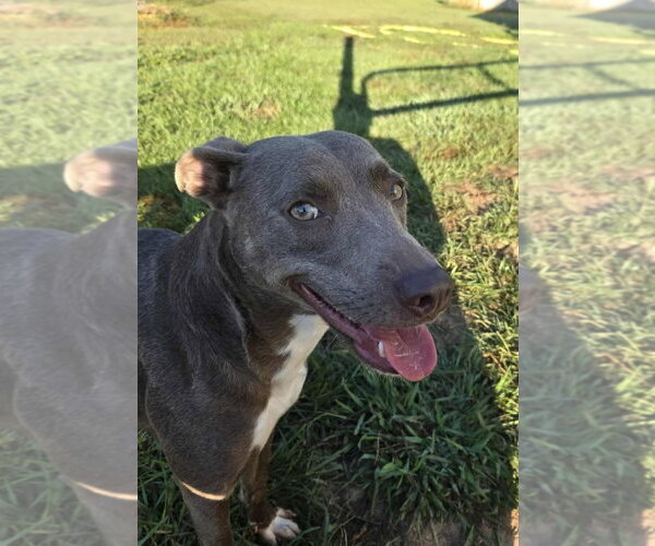 Medium Photo #4 Retriever -Unknown Mix Puppy For Sale in Woodbury, NY, USA