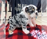 Small Photo #8 English Bulldog Puppy For Sale in PEACHLAND, NC, USA