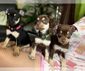 Connie - Female Chihuahua-Unknown Mix Dog for Adoption - Photo #2
