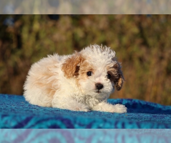 Medium Photo #19 Goldendoodle (Miniature) Puppy For Sale in DYERSBURG, TN, USA