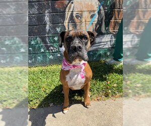 Boxer Dogs for adoption in  Katy, TX, USA