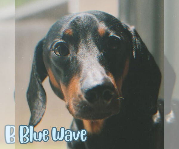 Medium Photo #4 Dachshund Puppy For Sale in San Antonio, TX, USA