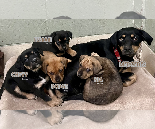 Medium Photo #3 Australian Kelpie-Unknown Mix Puppy For Sale in Webster, WI, USA