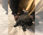 Small Photo #2 Mastiff Puppy For Sale in SAN DIEGO, CA, USA