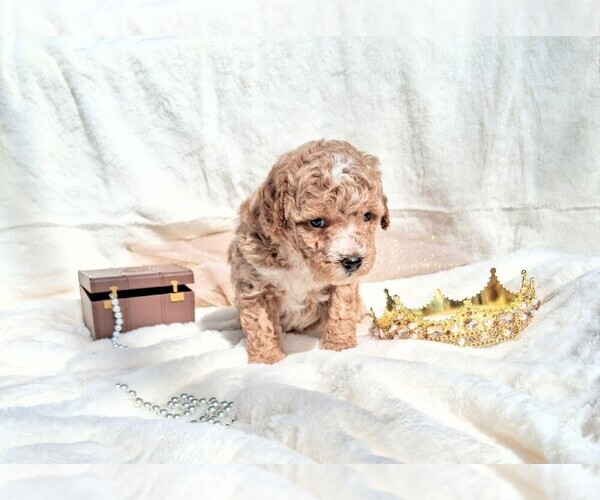 Medium Photo #12 Goldendoodle (Miniature) Puppy For Sale in GASTONIA, NC, USA