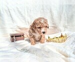 Small #11 Goldendoodle (Miniature)