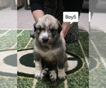 Small #5 Great Pyrenees