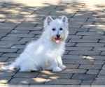 Small Photo #5 West Highland White Terrier Puppy For Sale in SYRACUSE, IN, USA