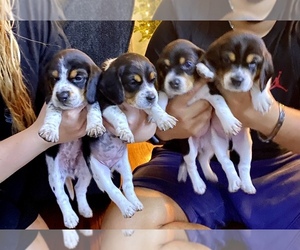 Beagle Puppy for sale in NORFOLK, VA, USA